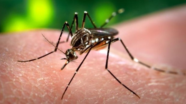 The Zika virus is primarily spread by the bite of an infected Aedes species mosquito, the U.S. Centers for Disease Control says. (US Centers for Disease Control)