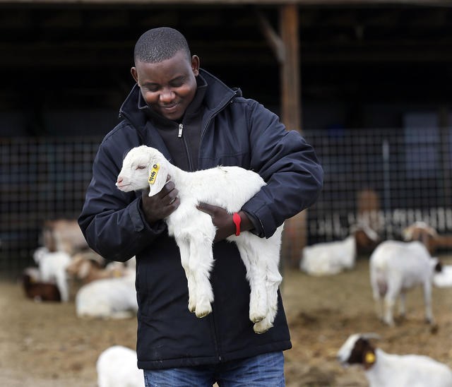 Gustave Deogratiasi carries a kid at the East African Refugee Goat Project in Salt Lake City on Monday, April 25, 2016. (Ravell Call, Deseret News)