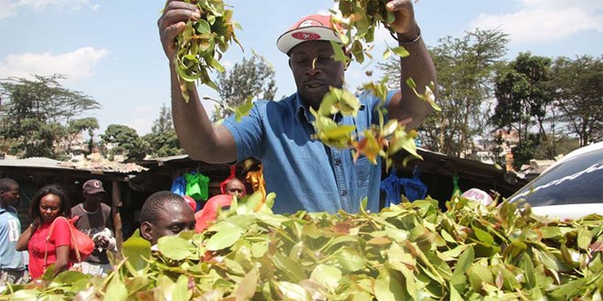 Miraa farmer Andrew Ngare from Mbeere cools his cash crop to keep it fresh on August 2, 2018. FILE PHOTO | NMG