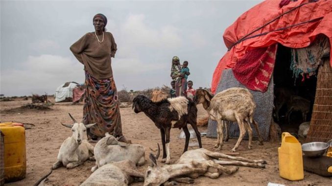 Red Cross helps 55,000 Somali families overcome drought