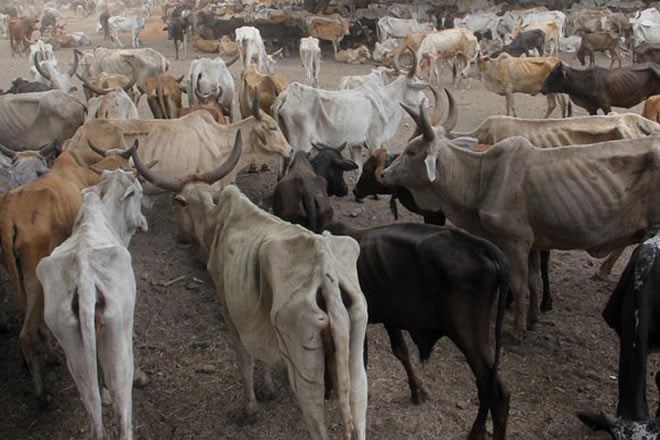 IGAD nations ink deal to improve livestock disease surveillance