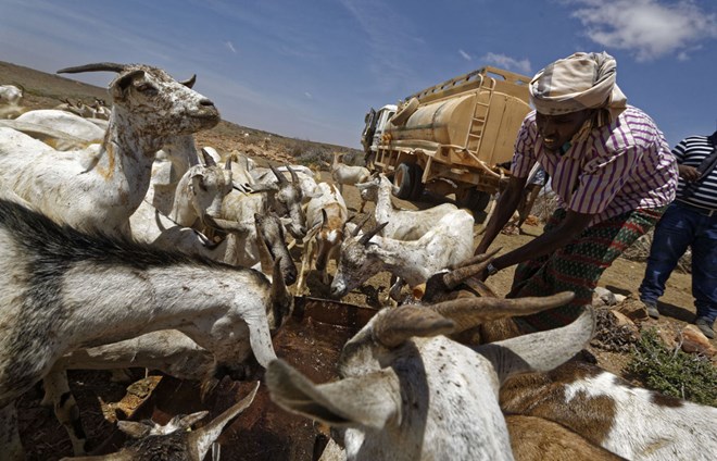 'Dying one by one:' Somalia drought crushes herders' lives